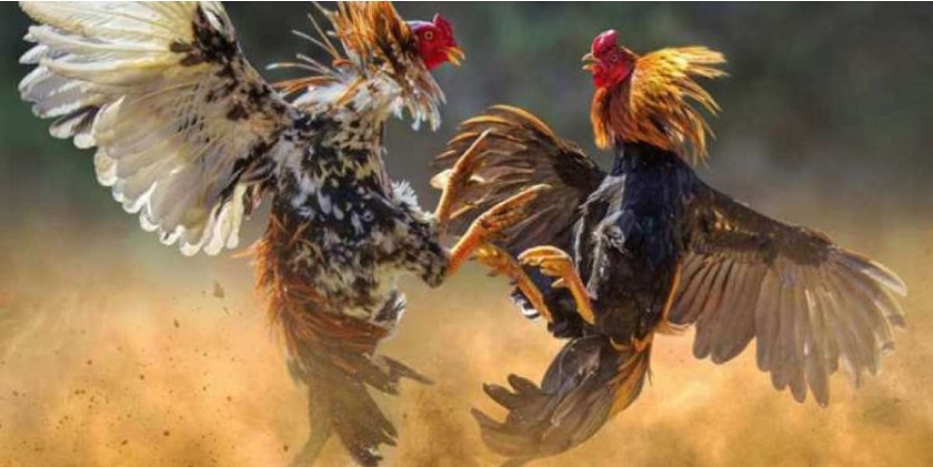 Playing Cockfighting on Hi88